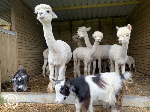 Alpaca Leggins'  Lazy Acre Alpacas